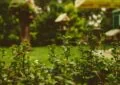 Designing A Low-Maintenance Garden: Strategies For Easy Care And Long-Lasting Beauty