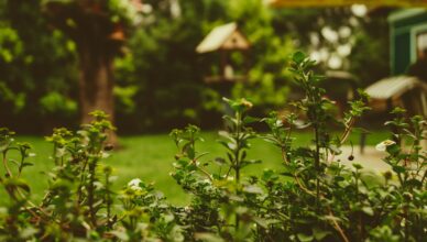 Designing A Low-Maintenance Garden: Strategies For Easy Care And Long-Lasting Beauty