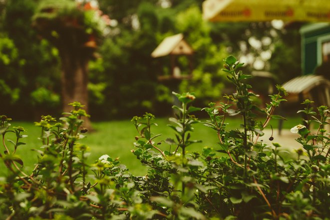 Designing A Low-Maintenance Garden: Strategies For Easy Care And Long-Lasting Beauty