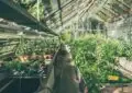 What Is Organic Gardening And How To Transition To An Organic Garden 3 What Is Organic Gardening And How To Transition To An Organic Garden