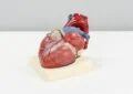 What Is Cardiovascular Disease And How To Reduce Your Risk Through Lifestyle Choices?