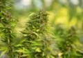 Why Is Cbd Used For Inflammation And Joint Pain? 3 Why Is Cbd Used For Inflammation And Joint Pain?