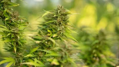 Why Is Cbd Used For Inflammation And Joint Pain?