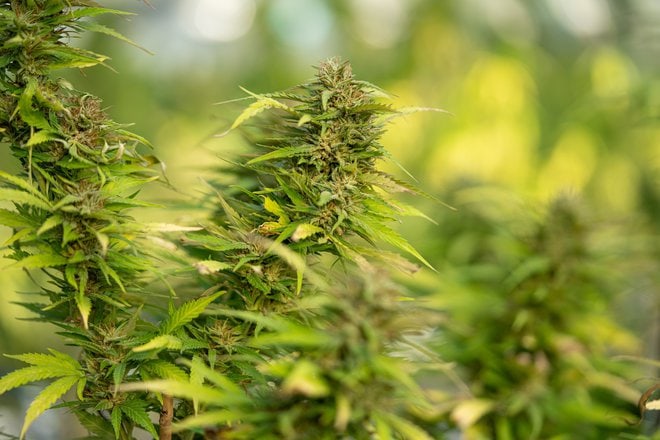 Why Is Cbd Used For Inflammation And Joint Pain?