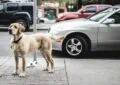 Why Do Dogs Bark at Nothing? 3 Why Do Dogs Bark at Nothing?