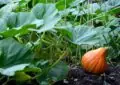 The Art Of Pruning: Tips For Shaping And Maintaining Healthy Plants