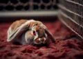Pododermatitis in Rabbits: Causes and Prevention