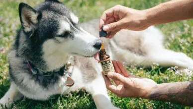 How To Properly Administer Cbd To Pets?