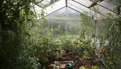 Why Protecting Plants From Frost Is Essential And How To Prevent Frost Damage