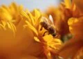 Why Creating A Bee-Friendly Garden Is Essential And How To Attract Bees To Your Garden 4 Why Creating A Bee-Friendly Garden Is Essential And How To Attract Bees To Your Garden