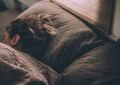 Why Is Sleep Important For Your Overall Health And How To Improve Your Sleep Quality? 7 Why Is Sleep Important For Your Overall Health And How To Improve Your Sleep Quality?