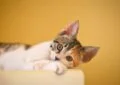 Allergies in Cats: Recognizing the Signs and Providing Relief 3 Allergies in Cats: Recognizing the Signs and Providing Relief