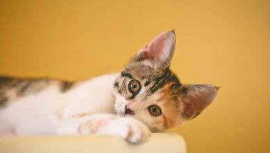 calico kitten lying on white textile