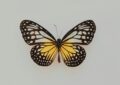 Why Attracting Butterflies To Your Garden Is Beneficial And How To Create A Butterfly Garden