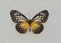 Why Attracting Butterflies To Your Garden Is Beneficial And How To Create A Butterfly Garden