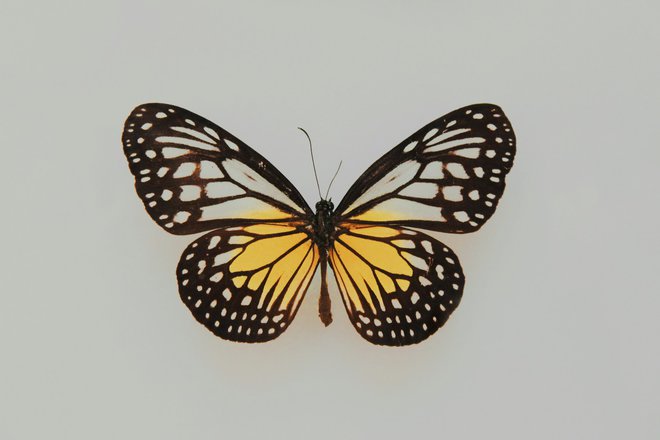 Why Attracting Butterflies To Your Garden Is Beneficial And How To Create A Butterfly Garden