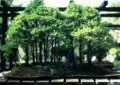 What Are Bonsai Trees And How To Cultivate And Care For Bonsai Plants 3 What Are Bonsai Trees And How To Cultivate And Care For Bonsai Plants