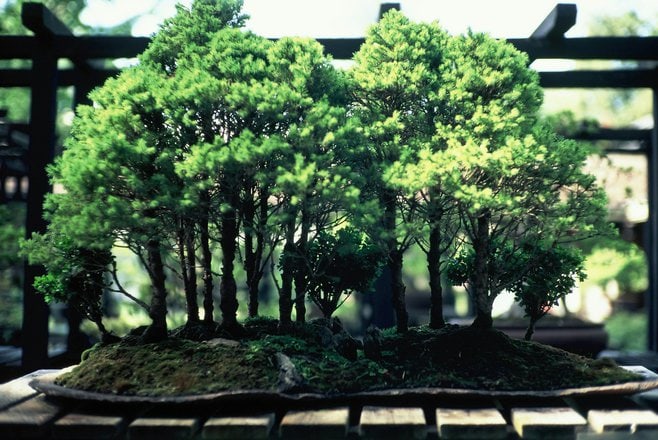 What Are Bonsai Trees And How To Cultivate And Care For Bonsai Plants