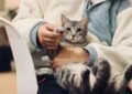 The Challenge of Feline Skin Disorders: Identification and Care 5 The Challenge of Feline Skin Disorders: Identification and Care