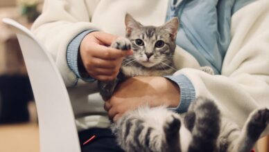 person holding silver tabby cat