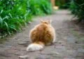 Confronting Obesity in Cats: Health Risks and Prevention 4 Confronting Obesity in Cats: Health Risks and Prevention