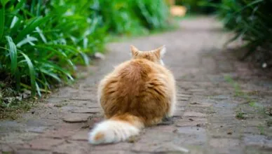 fat cat