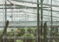 What Are Greenhouse Gardens And How To Set Up And Care For A Greenhouse