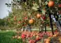 What Are Fruit Trees And How To Plant, Prune, And Care For Fruit-Bearing Trees 6 What Are Fruit Trees And How To Plant, Prune, And Care For Fruit-Bearing Trees