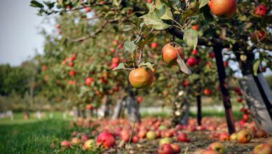 What Are Fruit Trees And How To Plant, Prune, And Care For Fruit-Bearing Trees