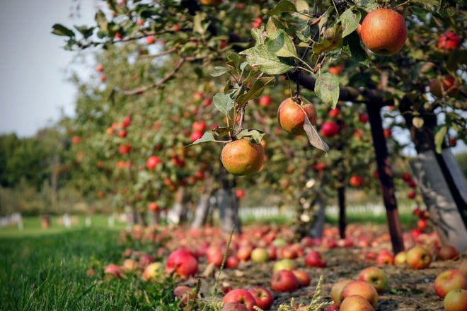What Are Fruit Trees And How To Plant, Prune, And Care For Fruit-Bearing Trees