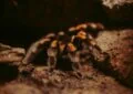 Unraveling the Mystery of Dyskinetic Syndrome in Tarantulas 7 Unraveling the Mystery of Dyskinetic Syndrome in Tarantulas
