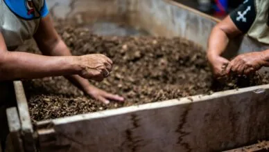 What Is Composting And How To Start A Compost Pile In Your Garden