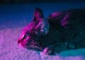 Understanding and Treating Arthritis in Aging Cats 5 Understanding and Treating Arthritis in Aging Cats