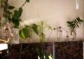 Understanding Plant Propagation Methods: Seeds, Cuttings, And Divisions 5 Understanding Plant Propagation Methods: Seeds, Cuttings, And Divisions