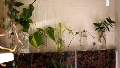 Understanding Plant Propagation Methods: Seeds, Cuttings, And Divisions