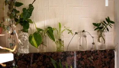 Understanding Plant Propagation Methods: Seeds, Cuttings, And Divisions