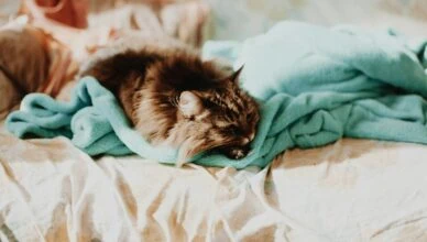 cat sleeping on teal comforter