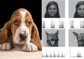 Can Dogs Sense Human Emotions?