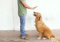 Can Older Dogs Learn New Tricks? 4 Can Older Dogs Learn New Tricks?