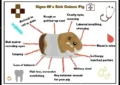 Heatstroke in Guinea Pigs: Prevention and Emergency Care