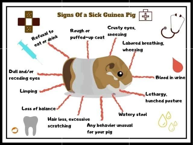 Heatstroke in Guinea Pigs: Prevention and Emergency Care