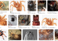 Nematode Infestations in Tarantulas: Identification and Treatment 4 Nematode Infestations in Tarantulas: Identification and Treatment