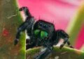 Managing Molting Problems in Tarantulas: What to Look For 4 Managing Molting Problems in Tarantulas: What to Look For