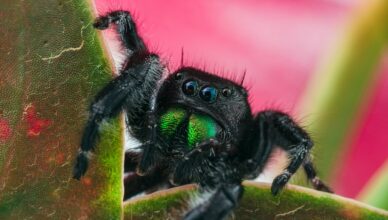 black jumping spider on green leaf in macro photography