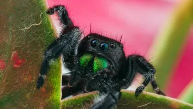black jumping spider on green leaf in macro photography