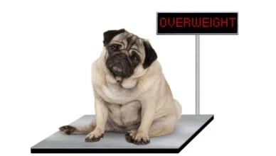What Is the Cause of Obesity in Dogs?