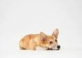 How to Deal With Separation Anxiety in Dogs