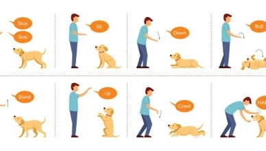 Can Dogs Be Trained to Understand Sign Language? 2