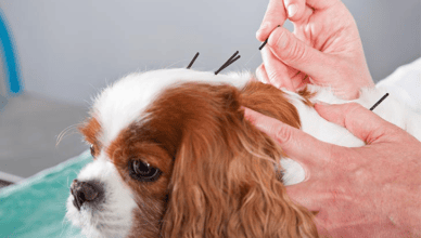 Can Dogs Benefit From Acupuncture?