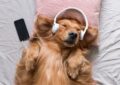 Can Dogs Benefit From Listening to Music?